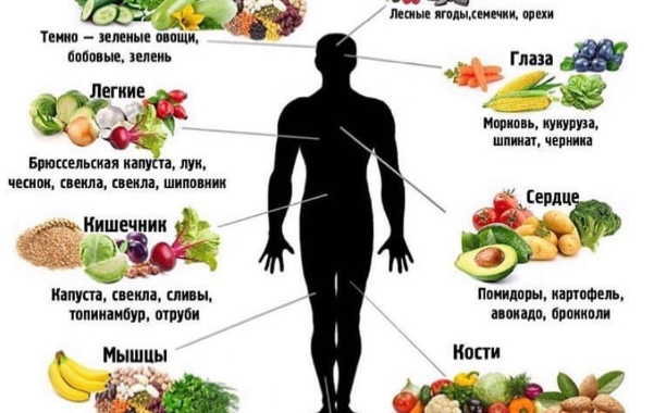 Важность правильной диеты и употребления полезных продуктов для здоровья