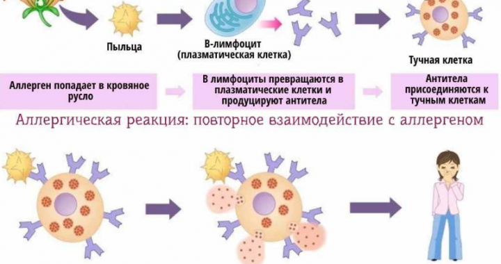 Борьба с аллергическими реакциями: как укреплять иммунитет и избегать контакта с аллергенами пищевого и внешнего происхождения
